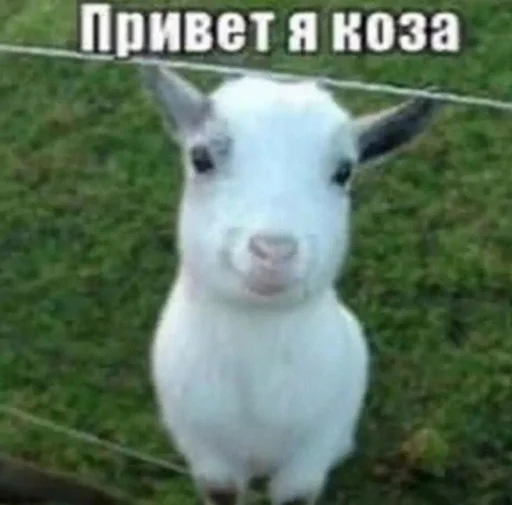 👋 Стикер «интернет картинки» для Telegram