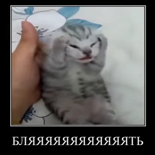 😾 Стикер «ST INC.» для Telegram