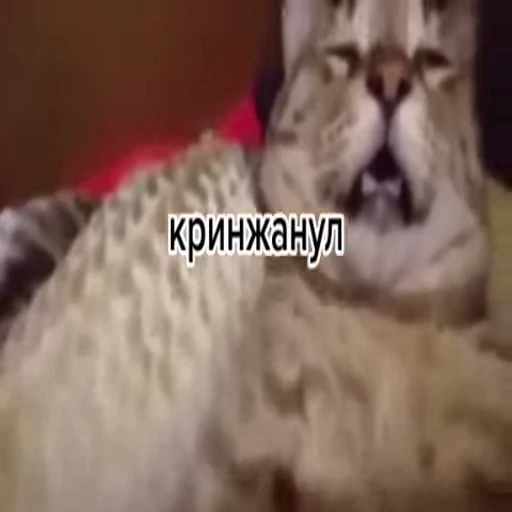 🤯 Стикер «ST INC.» для Telegram