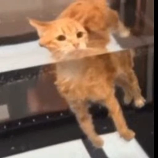 😶‍🌫️ Стикер «StellarCats» для Telegram