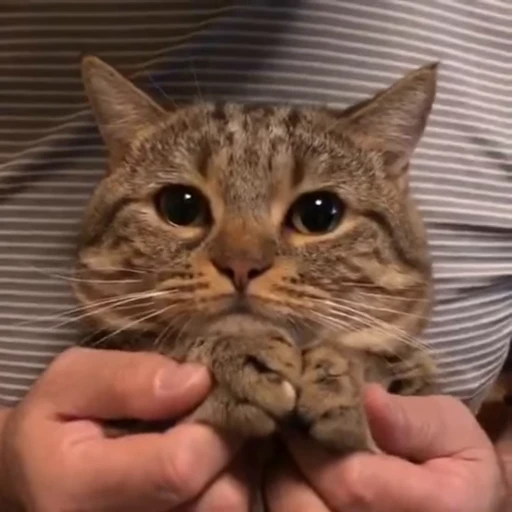 👏 Стикер «StellarCats» для Telegram