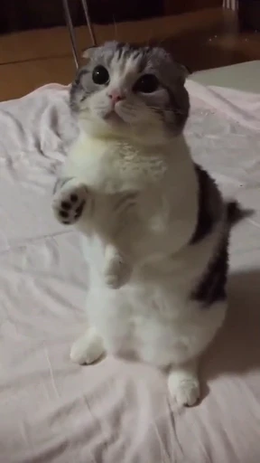 🥺 Стикер «StellarCats» для Telegram
