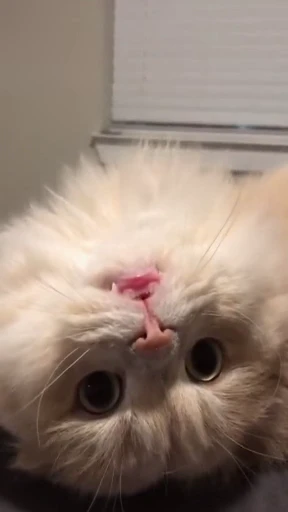 😳 Стикер «StellarCats» для Telegram