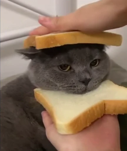 😋 Стикер «StellarCats» для Telegram