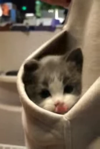 ☺️ Стикер «StellarCats» для Telegram