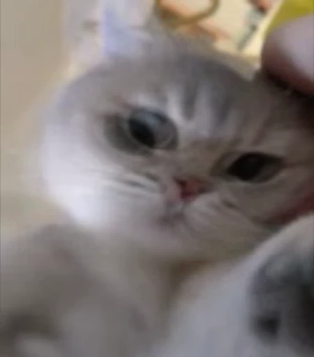 😘 Стикер «StellarCats» для Telegram