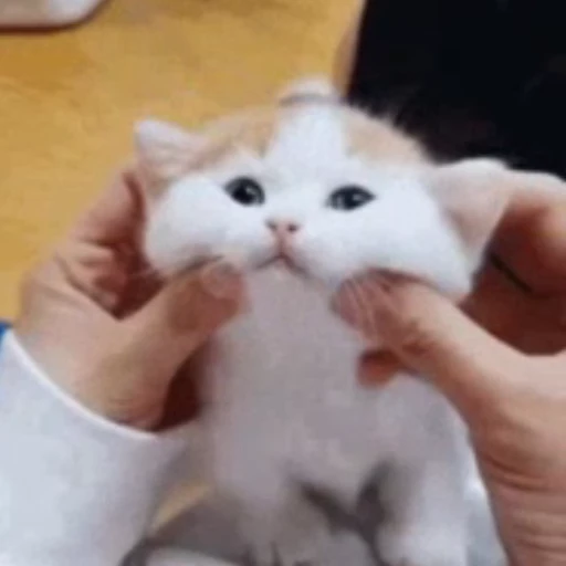 🥰 Стикер «StellarCats» для Telegram