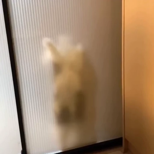 🤪 Стикер «StellarCats» для Telegram