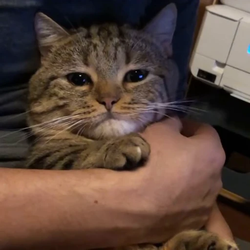 🥰 Стикер «StellarCats» для Telegram