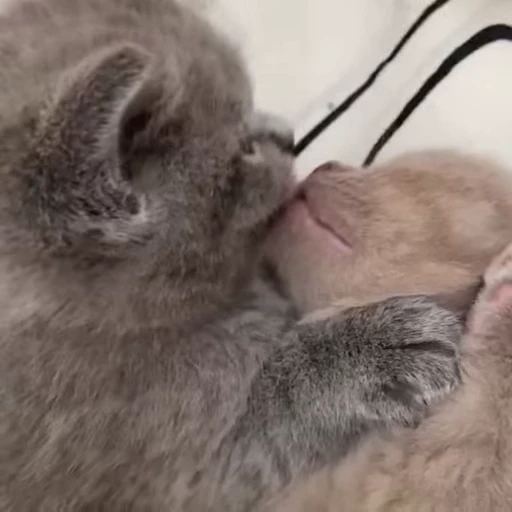 😘 Стикер «StellarCats» для Telegram