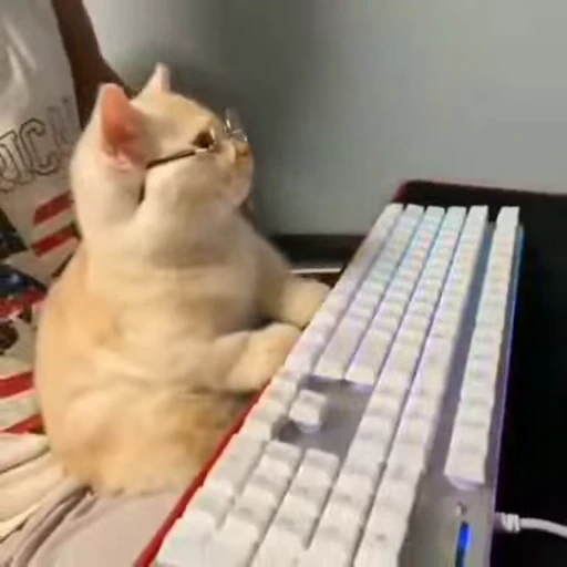 💻 Стикер «StellarCats» для Telegram
