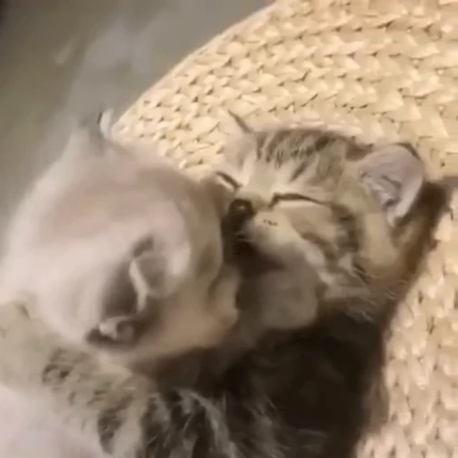 😘 Стикер «StellarCats» для Telegram