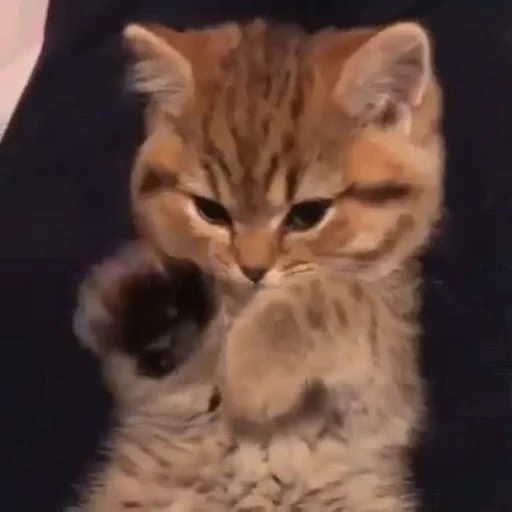 😮‍💨 Стикер «StellarCats» для Telegram