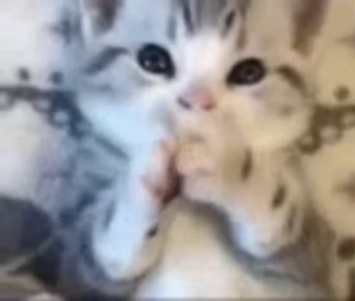 🥺 Стикер «StellarCats» для Telegram