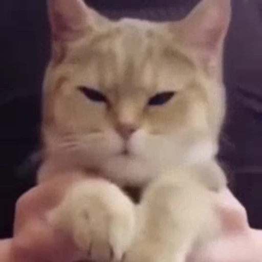 😌 Стикер «StellarCats» для Telegram