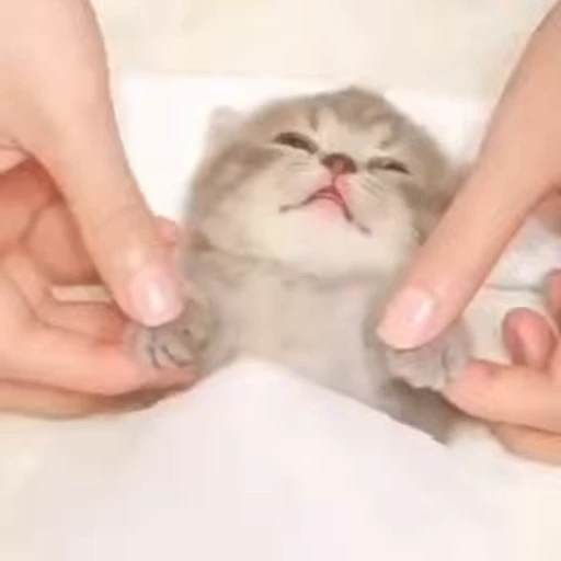 😴 Стикер «StellarCats» для Telegram