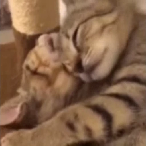 😍 Стикер «StellarCats» для Telegram