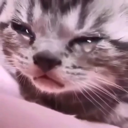 😢 Стикер «StellarCats» для Telegram