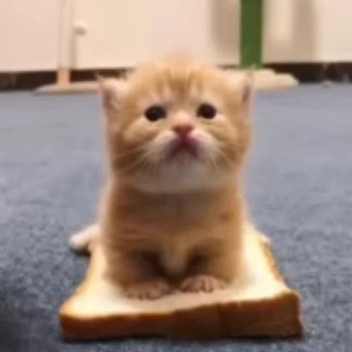 😋 Стикер «StellarCats» для Telegram