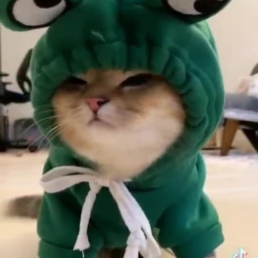 🐸 Стикер «StellarCats» для Telegram