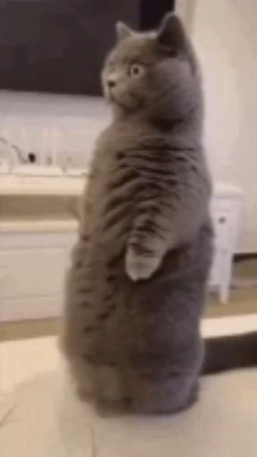 😳 Стикер «StellarCats» для Telegram
