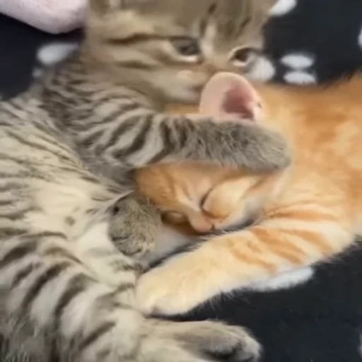 😘 Стикер «StellarCats» для Telegram