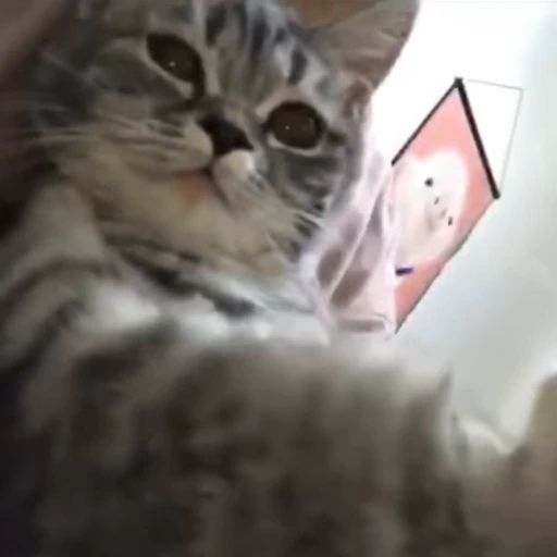 😍 Стикер «StellarCats» для Telegram