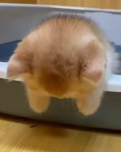 😴 Стикер «StellarCats» для Telegram