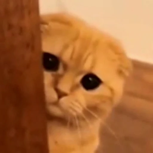 😥 Стикер «StellarCats» для Telegram