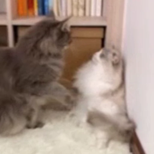 😍 Стикер «StellarCats» для Telegram