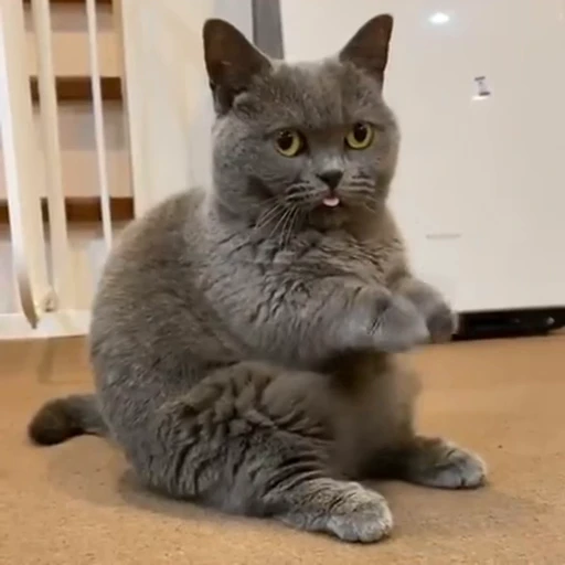 🤪 Стикер «StellarCats» для Telegram