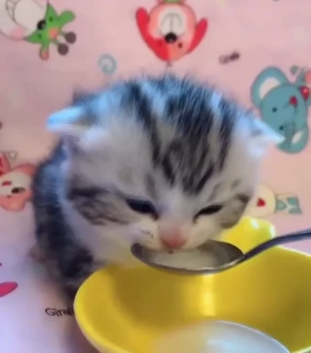 🥛 Стикер «StellarCats» для Telegram