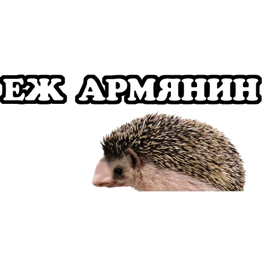 😢 Стикер «Sparrow» для Telegram