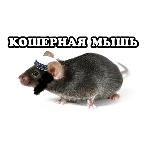 😩 Стикер «Sparrow» для Telegram