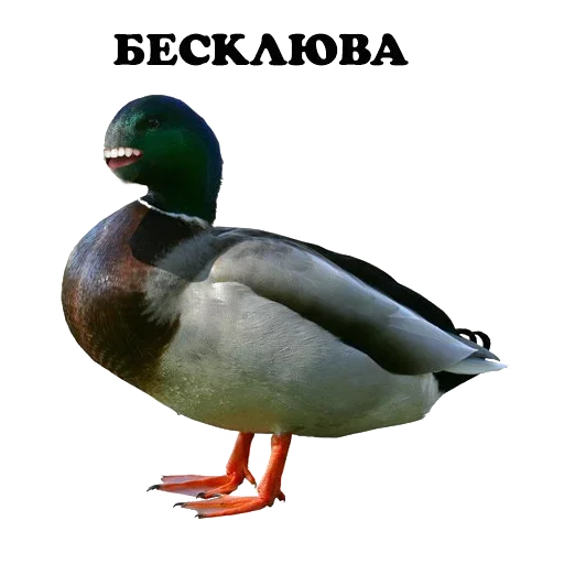 😡 Стикер «Sparrow» для Telegram