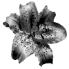 Стикер 12 Adaptive Flower