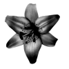 Стикер 39 Adaptive Flower