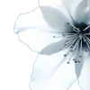 🤩 Эмодзи «꛶ 𝓐𝓵𝐜𐎟𝓢𝓵𝓮𝓮𝓹 𐎟🦈» для Telegram