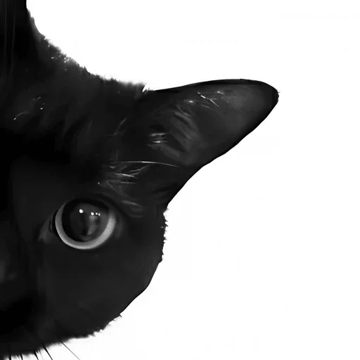 🐦‍⬛ Стикер «á á á ð¦ââ¬ï¸; ððððºðá â¸» для Telegram
