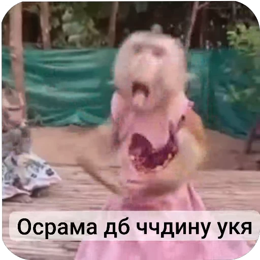 😆 Стикер «Набиев чопар» для Telegram