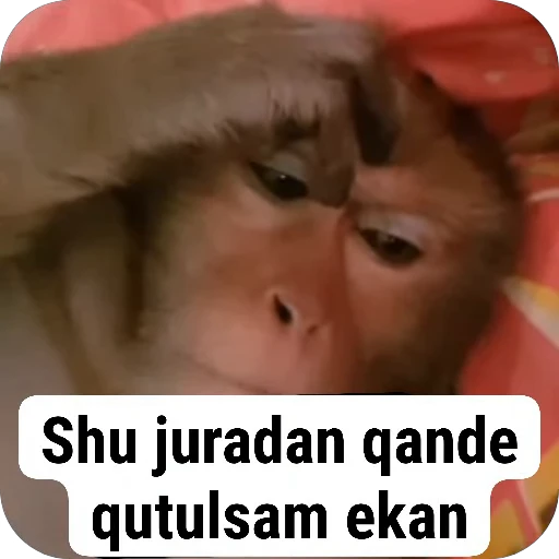 🤨 Стикер «Набиев чопар» для Telegram