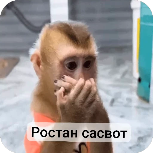 🐵 Стикер «Набиев чопар» для Telegram