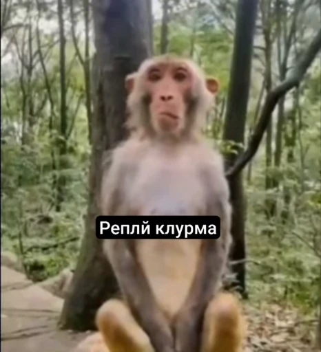 🌟 Стикер «Набиев чопар» для Telegram