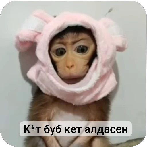 🐵 Стикер «Набиев чопар» для Telegram
