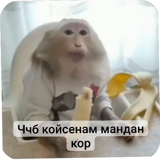 🤩 Стикер «Набиев чопар» для Telegram