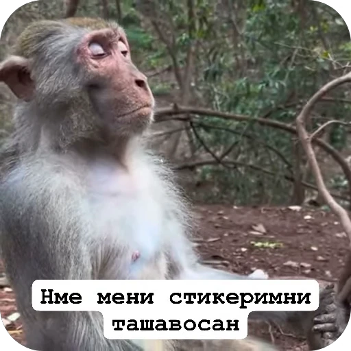 🤫 Стикер «Набиев чопар» для Telegram