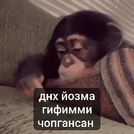 😍 Стикер «Набиев чопар» для Telegram