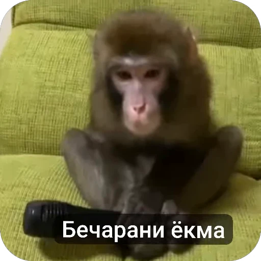 😐 Стикер «Набиев чопар» для Telegram