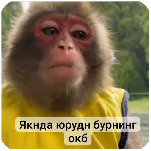 😐 Стикер «Набиев чопар» для Telegram