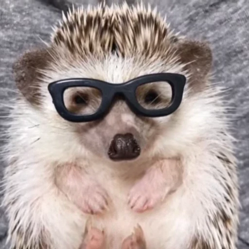🦔 Стикер «Ежики» для Telegram
